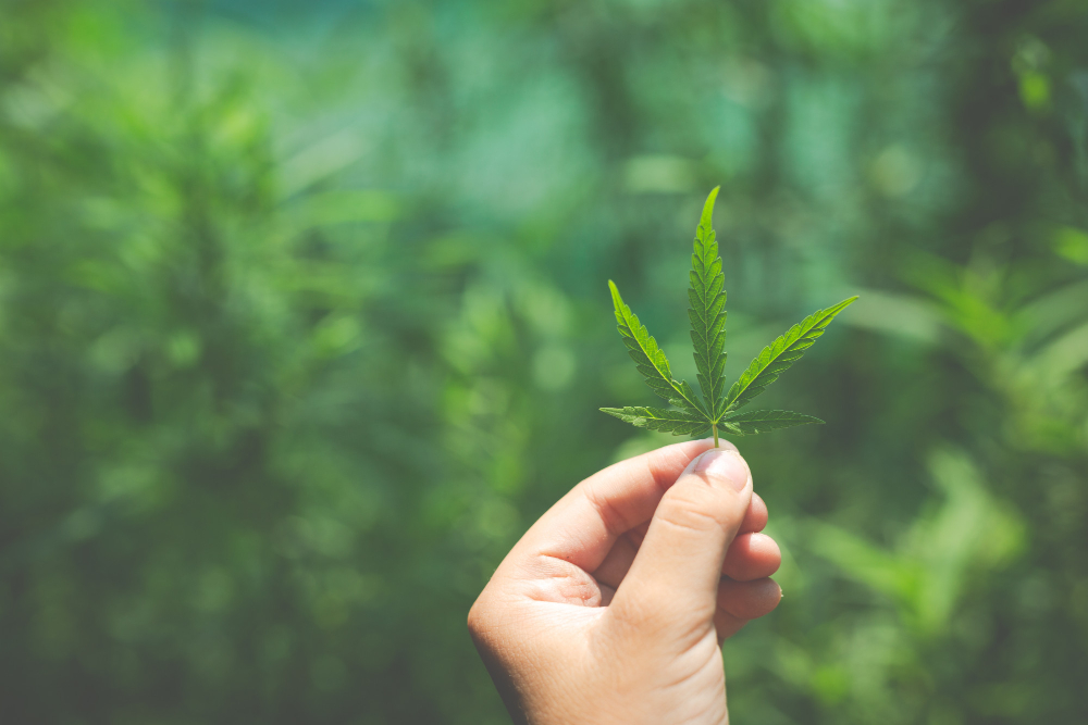 hand-marijuana-leaves